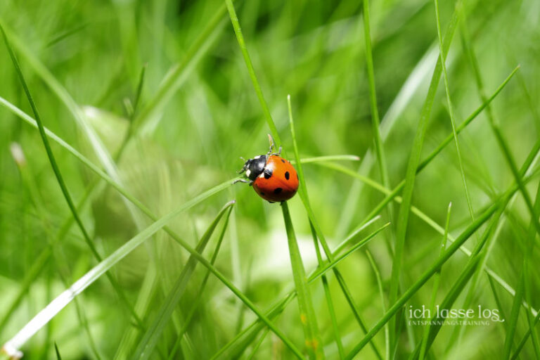 Marienkäfer auf der Wiese perfekt für eine Käfermeditation um Stress zu reduzieren