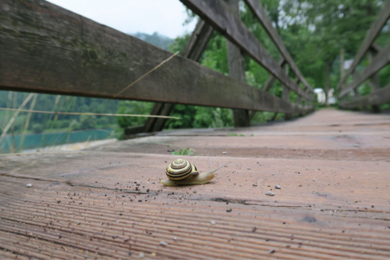Eine Schnecke am Weg. Wenn du es eilig hast, dann gehe langsam. Stress reduzieren mit mehr Naturverbundenheit.