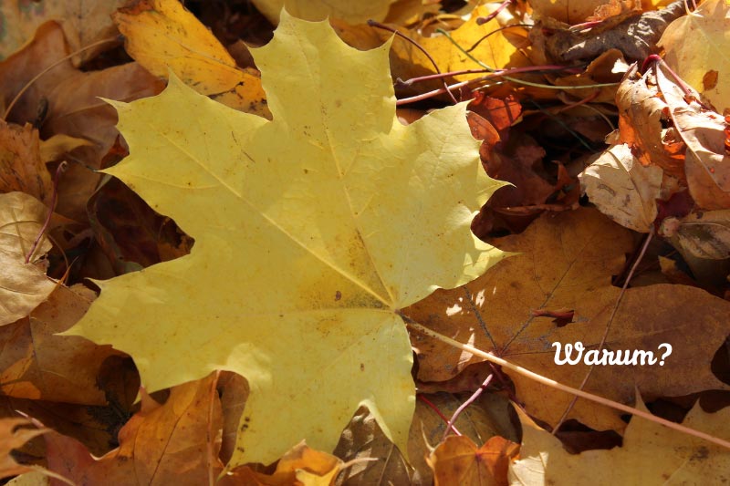 Neujahrsvorsätze umsetzen mit einem starken warum