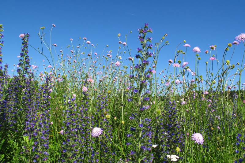 Mit Ruhe und Achtsamkeit die Natur wahrnehmen und Details entdecken.